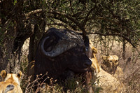 Ndutu Buffalo kill 15