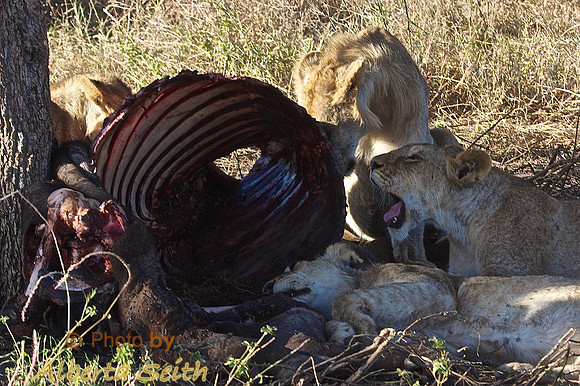 Ndutu Buffalo kill 23-the next day