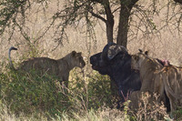Ndutu Buffalo kill 18