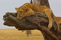 Lion Cub Sleeps on a Tree Branch in the Serengeti plains-Tanzania