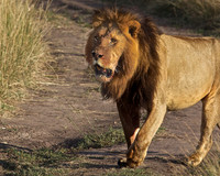 A Maasai Mara Male Lion Emerges from the Brush in Front of Our Car--Covered in Blood from a Fresh Kill in Kenya.