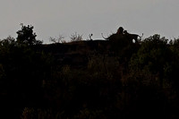 Lion pair silhouetted at dawn on a hilltop in the northern Serengeti near Lobo Lodge.