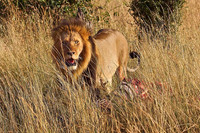 Maasai Mara Lion with Zebra Kill in the Bush
