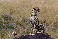 Cheetah Mother and Cub in Mata Triangle Plains, Kenya