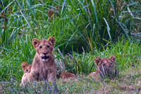 Lion Cubs with Full Bellies Stare Back at a Zebra Kill in Ngorongoro Crater, Tanzania