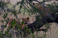 Lion Cubs Playing on a Fallen Tree on the Mara-Tanzania