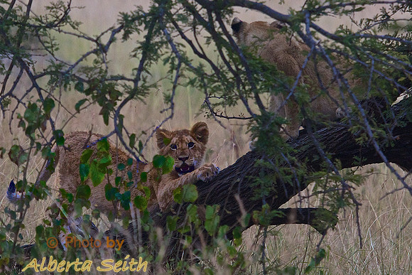 Lion Cubs Playing on a Fallen Tree on the Mara-Tanzania
