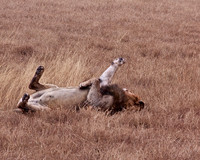 Male Lion Rolling on His Back in Ngorongoro