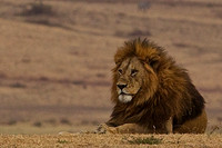 Black-Maned Male Lion in Ngorongoro Crater