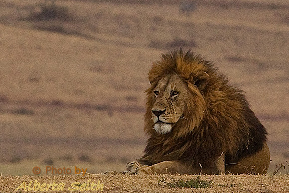 Black-Maned Male Lion in Ngorongoro Crater