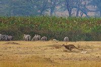 4 Cheetah Hits Her Stride at 60 mph and Leaves Dust on the Open Plains of Ngorongoro Crater as She Closes in on a Thompson's Gazelle