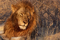 Male Lion at Ndutu Giraffe Kill