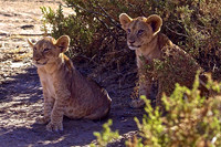 Lion Cubs in Samburu