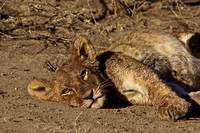 Lion Cub Rests after Giraffe Kill