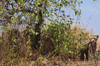 Mother and one baby cheetah hide in brush at the top of a kopje on the Tanzania Mara.  But a curious brother boldly slips out to confront us