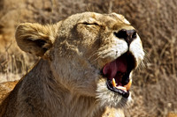 Lioness Yawns as She Wakes Up When Pride Begins to Stir before The Cape Buffalo Hunt- Ndutu, Tanzania