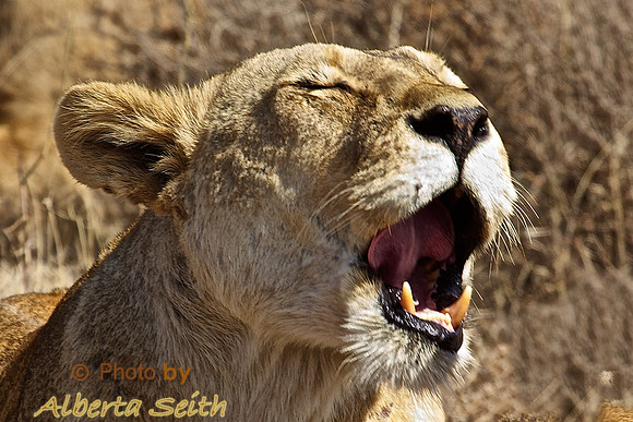 Lioness Yawns as She Wakes Up When Pride Begins to Stir before The Cape Buffalo Hunt- Ndutu, Tanzania