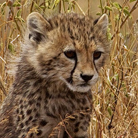 Cheetah cub sits at the top of a kopje on the Maasai Mara-Tanzania