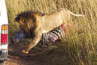 Lion Moving a Zebra Kill Away from the Road Filled with Safari Cars- Maasai Mara, Kenya
