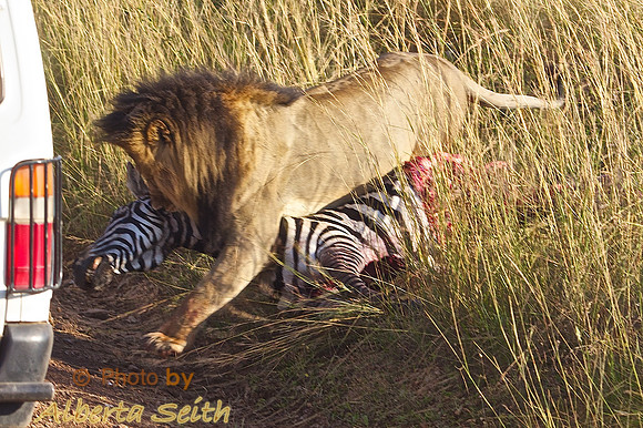 Lion Moving a Zebra Kill Away from the Road Filled with Safari Cars- Maasai Mara, Kenya