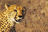 Cheetahs