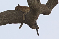 Leopard Asleep in a Sausage Tree in a Mara riverbed, Tanzania