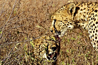 Cheetah Brothers Grooming  in Ndutu