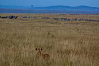Where's Waldo-Find Four Lions Stalking Wildebeest on the Maasai Mara in Kenya