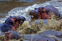 Male Hippos Fight over a Female in a Serengeti River Pool, Tanzania