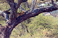 An Elusive Leopard Sits in a Vantage Point High on a Tree Branch-Serengeti, Tanzania
