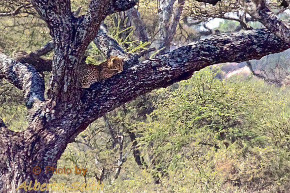 An Elusive Leopard Sits in a Vantage Point High on a Tree Branch-Serengeti, Tanzania