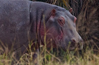 Hippo on the Serengeti-Tanzania