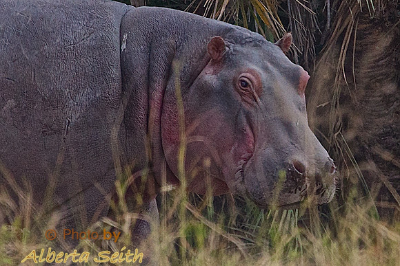 Hippo on the Serengeti-Tanzania