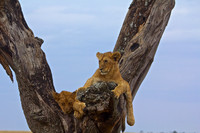 Lion Cubs perched in a Tree on the Serengeti