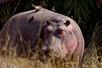 Crying Rhino Adorned with Yelloiw-billed Oxpeckers- Tanzania