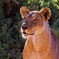 Lion in Samburu