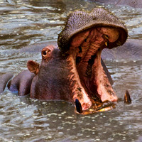 Rhinos and Hippos