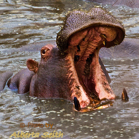 Male Hippo Displaying Dominance after a Fight over a Female in Tanzania