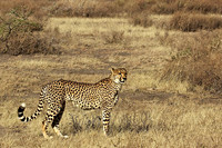 Cheetah in Ndutu