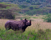 Black Rhino at Lake Nakuru