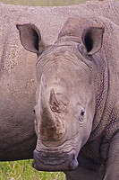 White Rhino at Lake Nakuru, Kenya