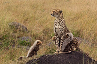 Cheetah Mother Is Flanked by Her Cubs as She Looks over the Mara Triangle Savanna in Kenya
