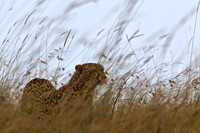 Cheetah Hunting for prey to feed her four cubs on the Mara Triangle savanna.