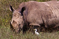 Browsing White Rhino