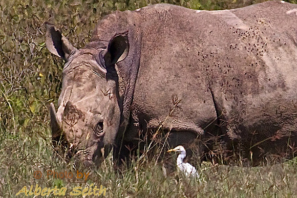 Browsing White Rhino