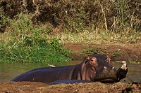 Hippo and white-necked cormorants share pool  in Lake Manyara, Lake Manyara National Park, Tanzania