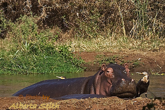 Hippo and white-necked cormorants share pool  in Lake Manyara, Lake Manyara National Park, Tanzania