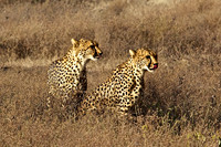 Cheetah brothers-Ndutu