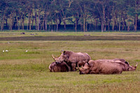 White Rhino grazing at Lake Nakuru