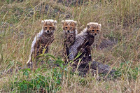 Cheetah Cubs in the Early Morning Light in the Mara Triangle, Kenya